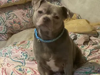 Chihuahua dogs For stud - Advert 2