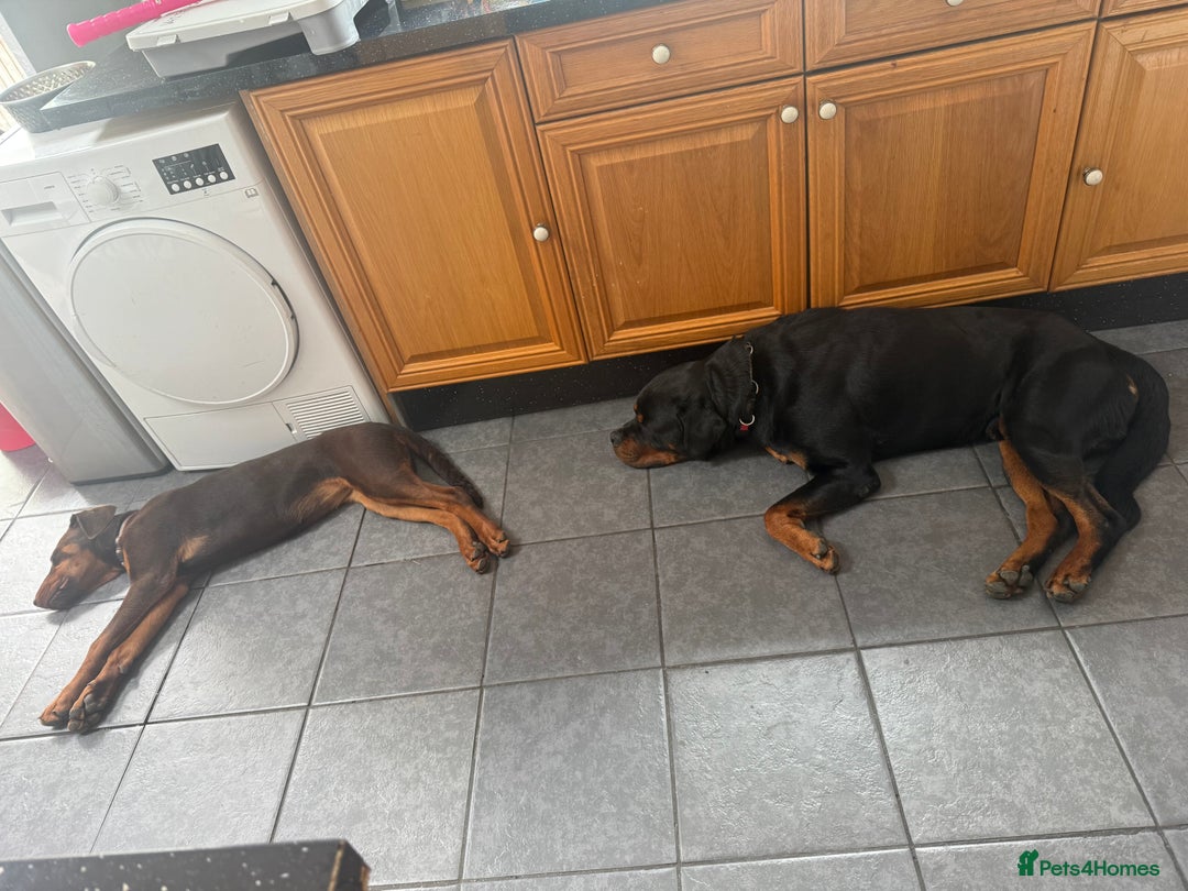 Dobermann dogs for sale: 5 month old chocolate Rottweiler/dobberman  - Image 2