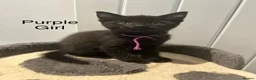 Mixed Breed cats for sale: British Mixed Kittens 5 Girls 1 Boy  - Advert 8