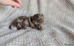 Dachshund dogs for sale: Dachshunds  - Image 18