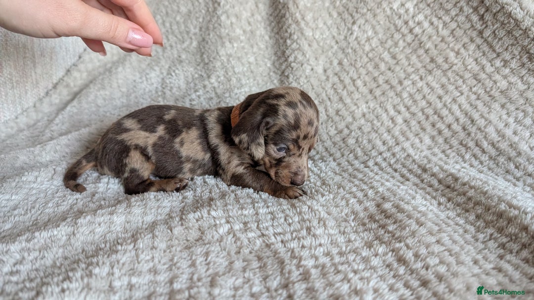 Dachshund dogs for sale: Dachshunds  - Image 18