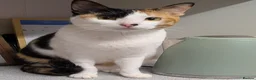 Arabian Mau cats for adoption: Female Rescue Cat for Adoption - Advert 2