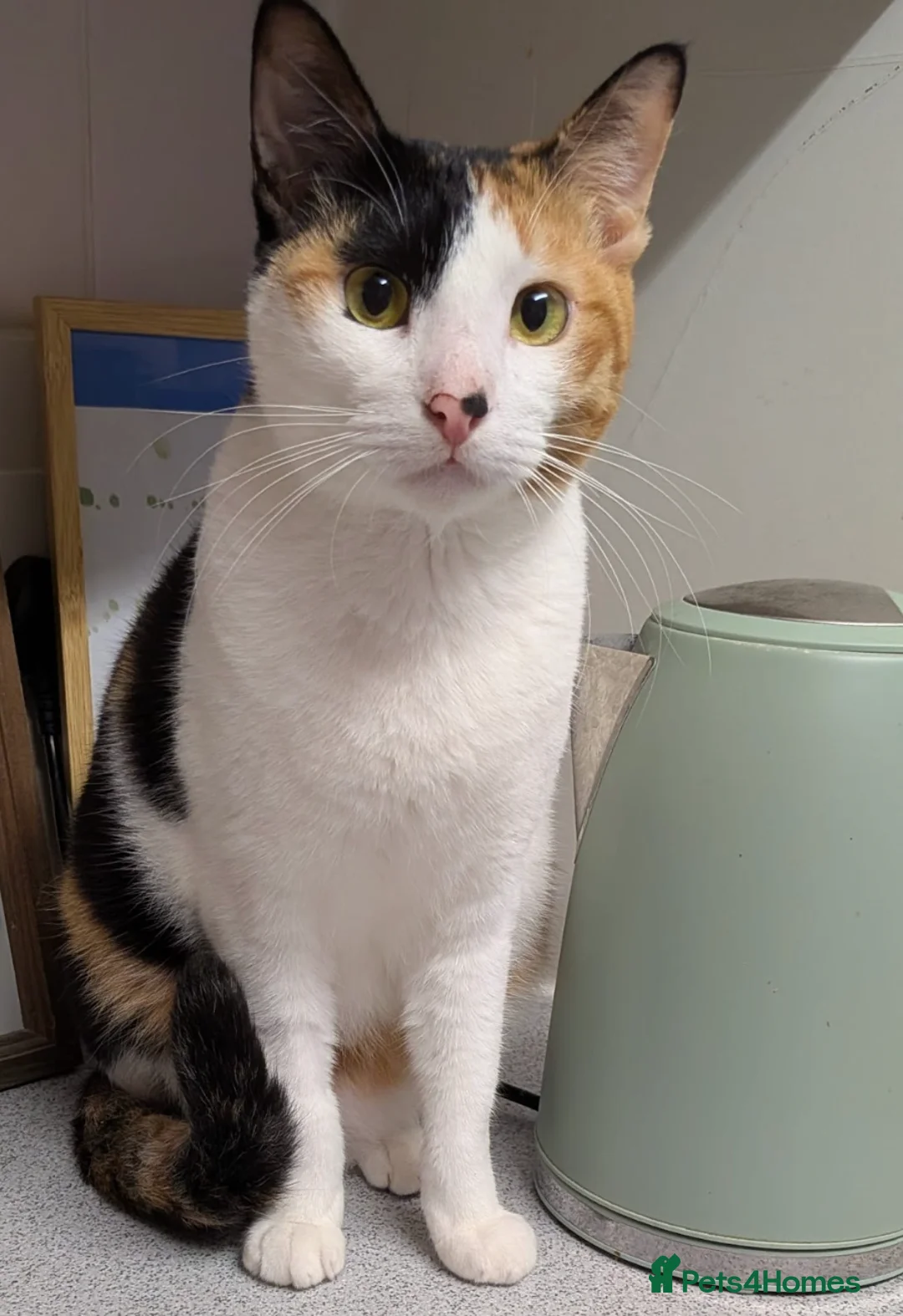 Arabian Mau cats for adoption: Female Rescue Cat for Adoption - Advert 2