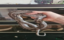 Snake reptiles for sale: Reptile rehoming - Image 9