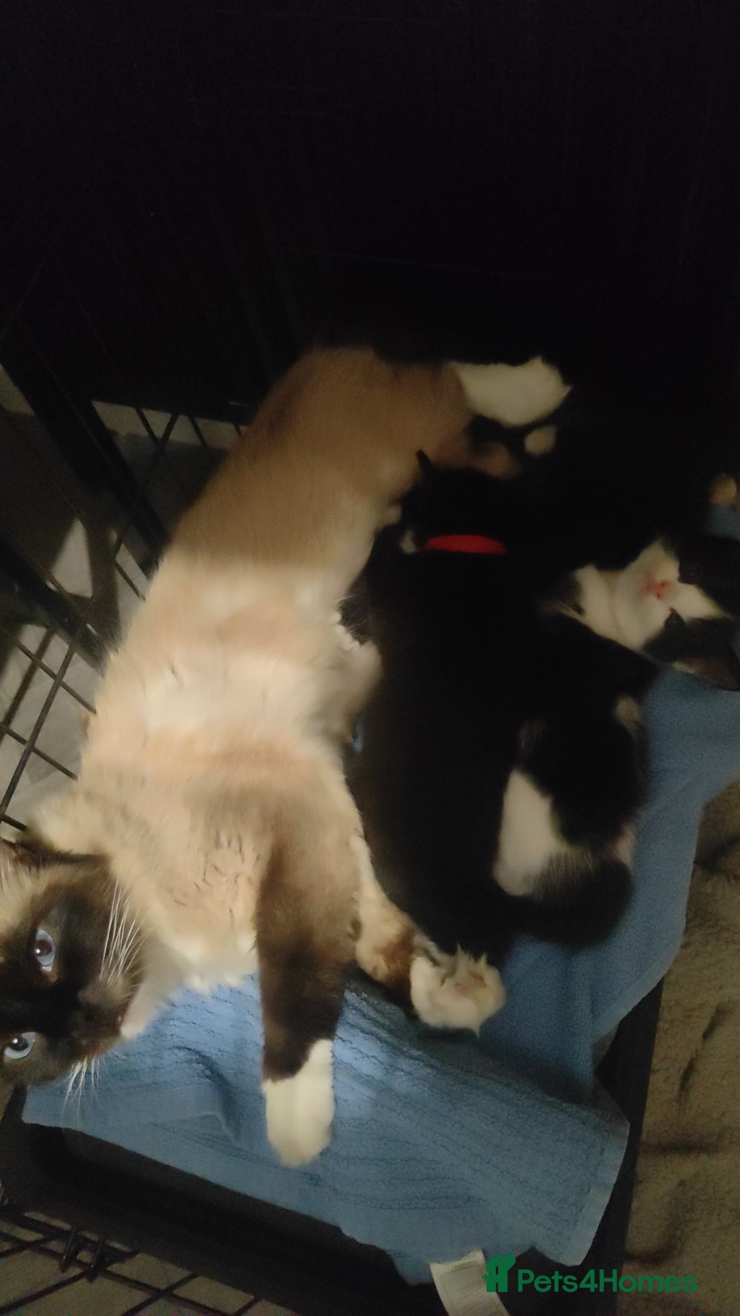 Ragdoll cats for sale: Ragdoll cross kittens  - Image 2