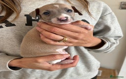Italian Greyhound dogs for sale: Beautiful Italian Greyhound puppies for sale  - Image 3