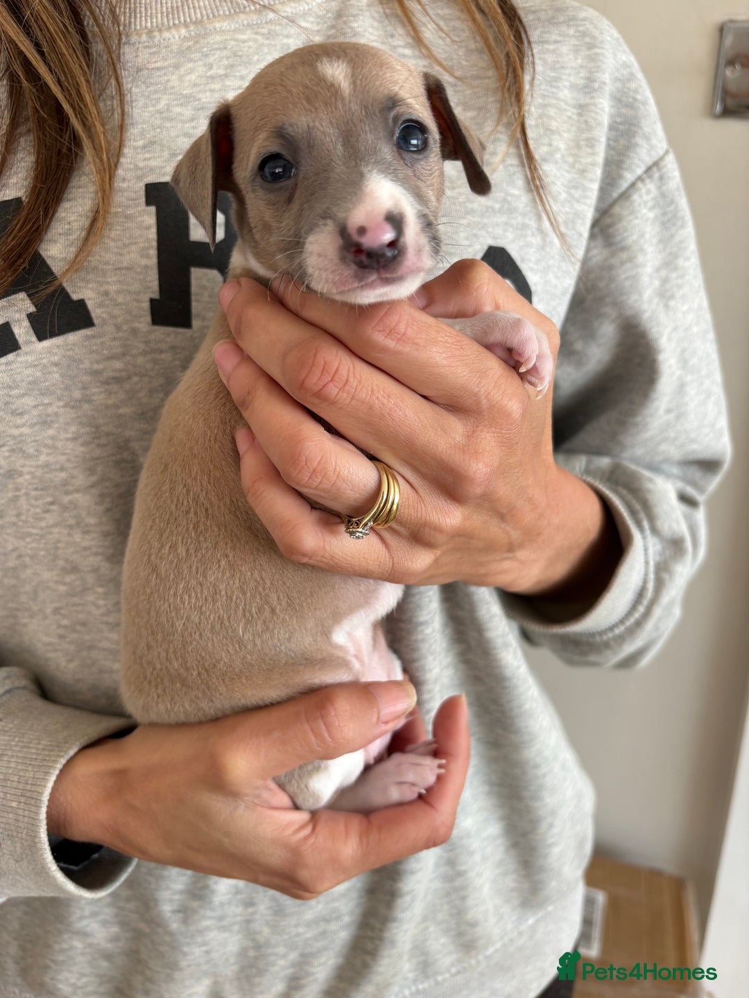 Italian Greyhound dogs for sale: Beautiful Italian Greyhound puppies for sale  - Image 3
