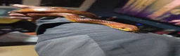 Corn Snake reptiles for sale: Bloodred corn snake  - Advert 5