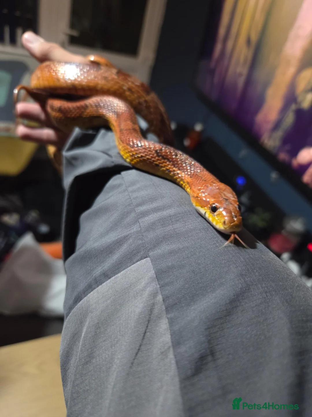 Corn Snake reptiles for sale: Bloodred corn snake  - Advert 5
