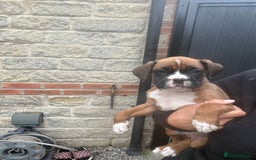 Boxer dogs for sale: Ready This Weekend Kc Boxer Puppies - Image 25