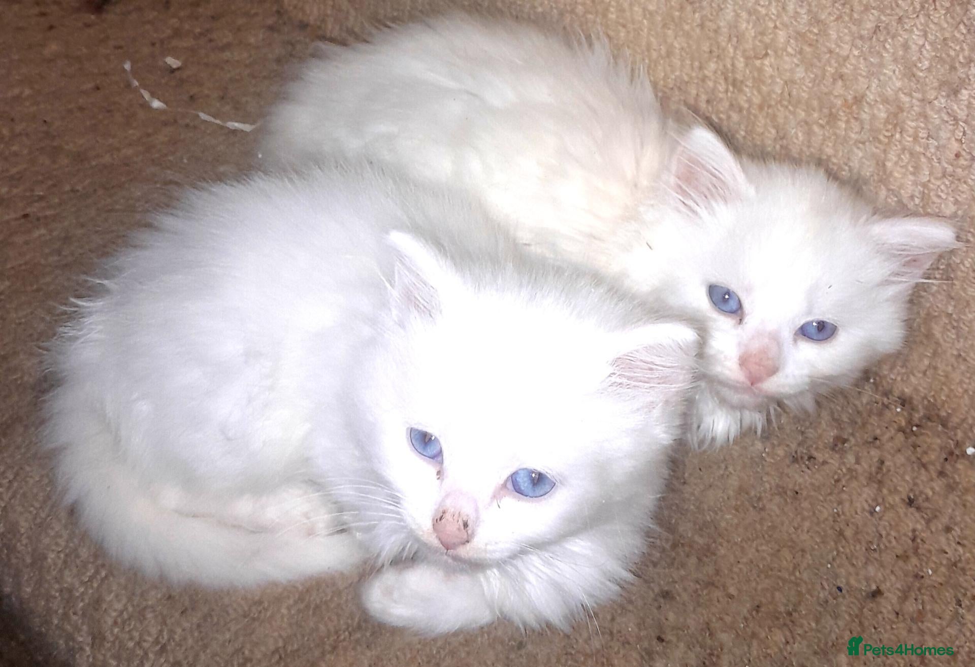British Longhair cats White kittens for sale  - Advert 8