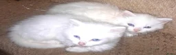 British Longhair cats for sale: White kittens for sale  - Advert 1