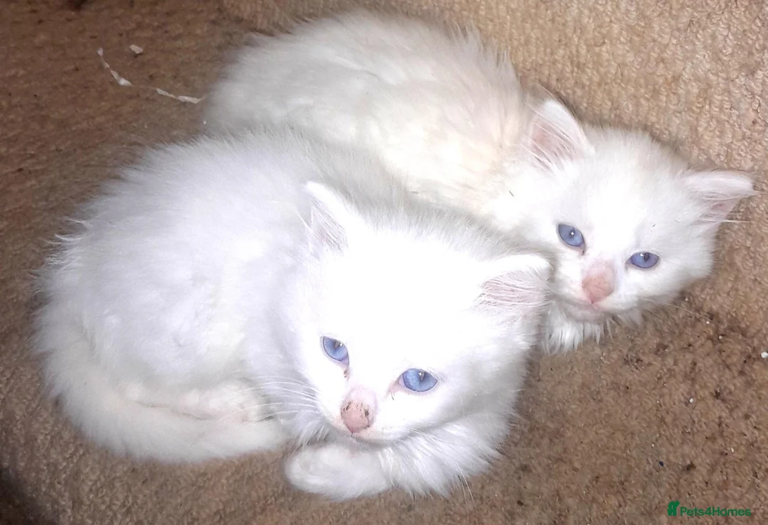 British Longhair cats for sale: White kittens for sale  - Advert 1