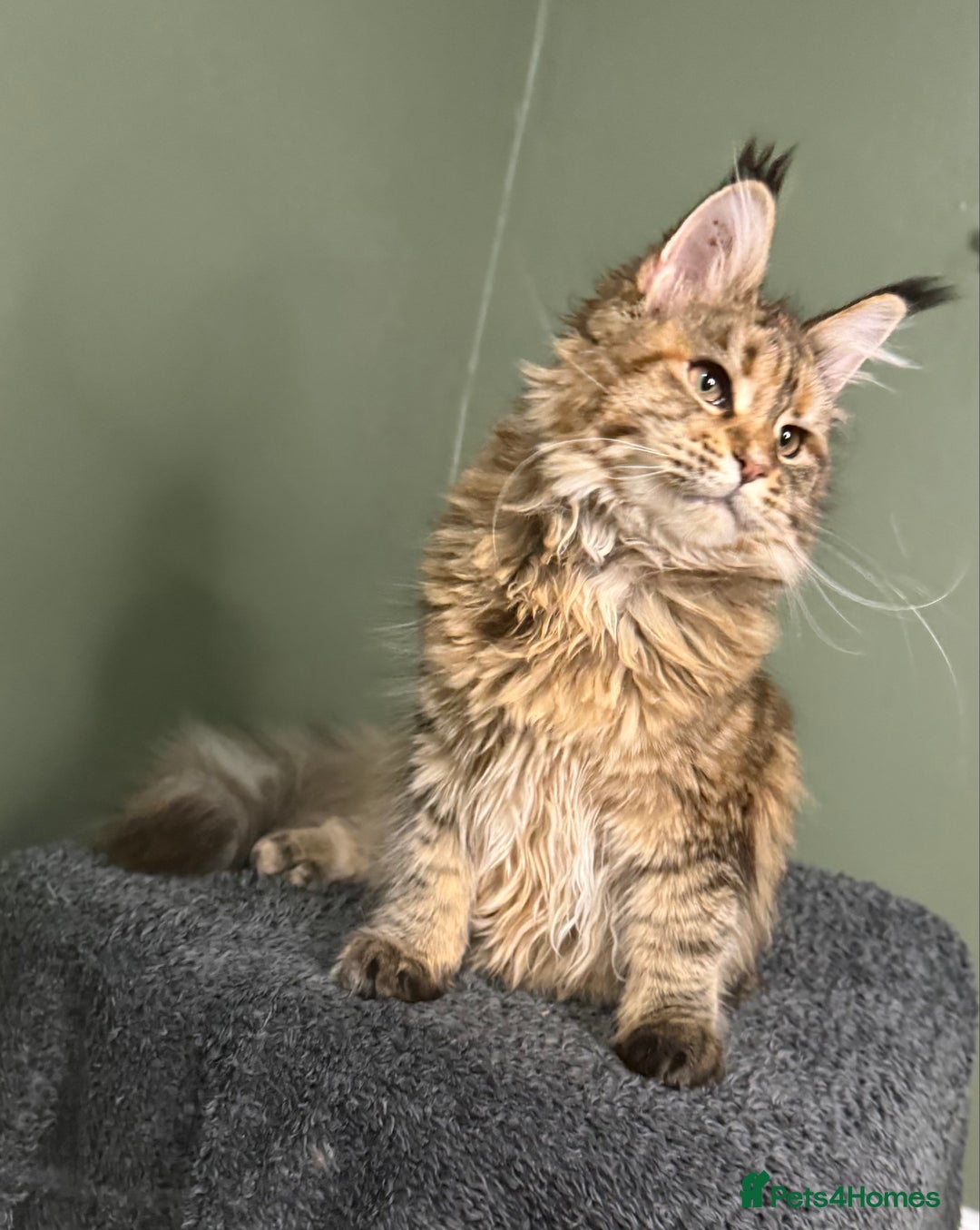 Maine Coon cats for sale: Stunning Maine Coon girl - Advert 4