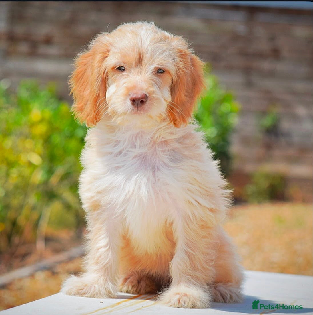 Cockapoo dogs READY NOW 5⭐️Licensed & Registered.    - Advert 4