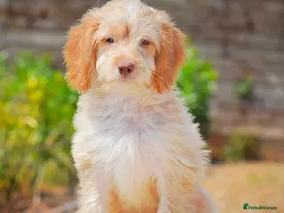 Cockapoo dogs Reduced READY NOW 5⭐️Licensed & Registered. - Advert 2