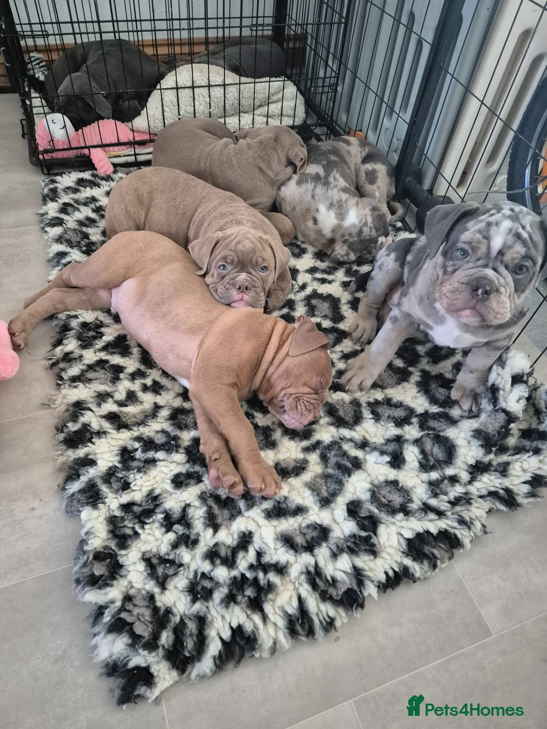 Olde English Bulldogge dogs for sale: Ready now Rare F4 Olde English Bulldogge! - Advert 2