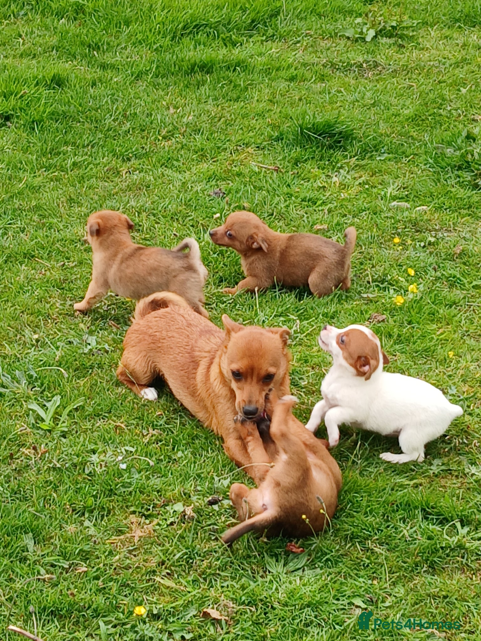 Jack Russell dogs 4 left jack Russel puppies 5 girls 1 boy £550  - Advert 20
