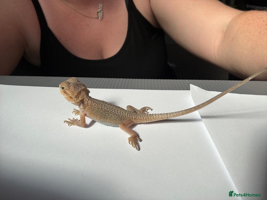 Bearded Dragon reptiles for sale: Baby beardies - Image 11