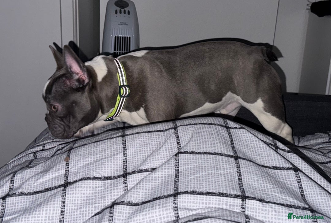 French Bulldog dogs for sale: Urgent French Bulldog 8 months lovely character - Advert 3