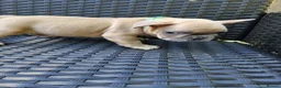 French Bulldog dogs for sale: 🐾French Bulldog Puppies for sale🐾 - Advert 9