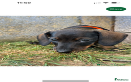 Miniature Dachshund dogs for sale: Miniature Dachshund - Image 7