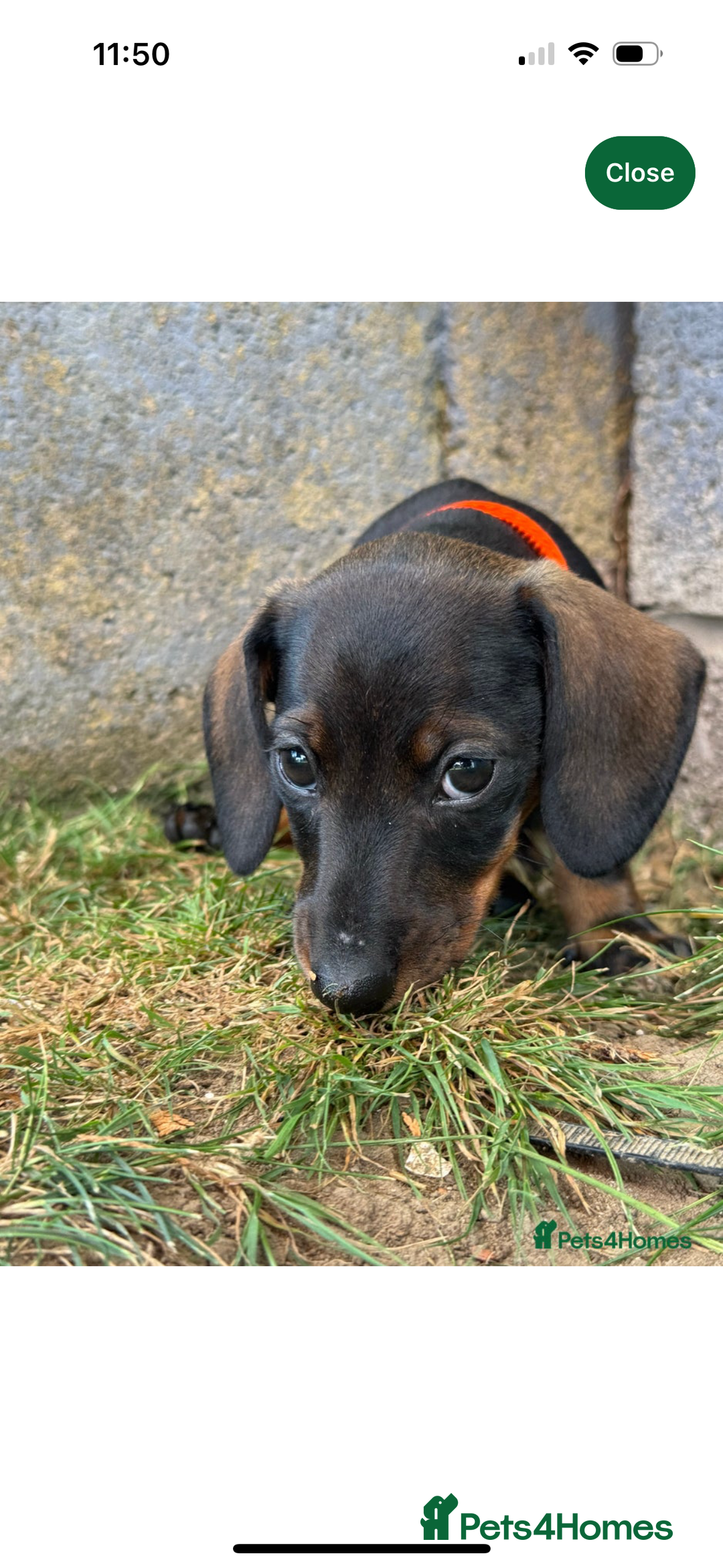 Miniature Dachshund dogs for sale: Miniature Dachshund - Image 7