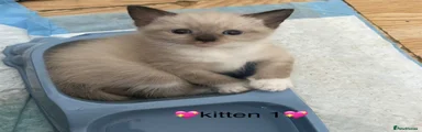Kitten 1 