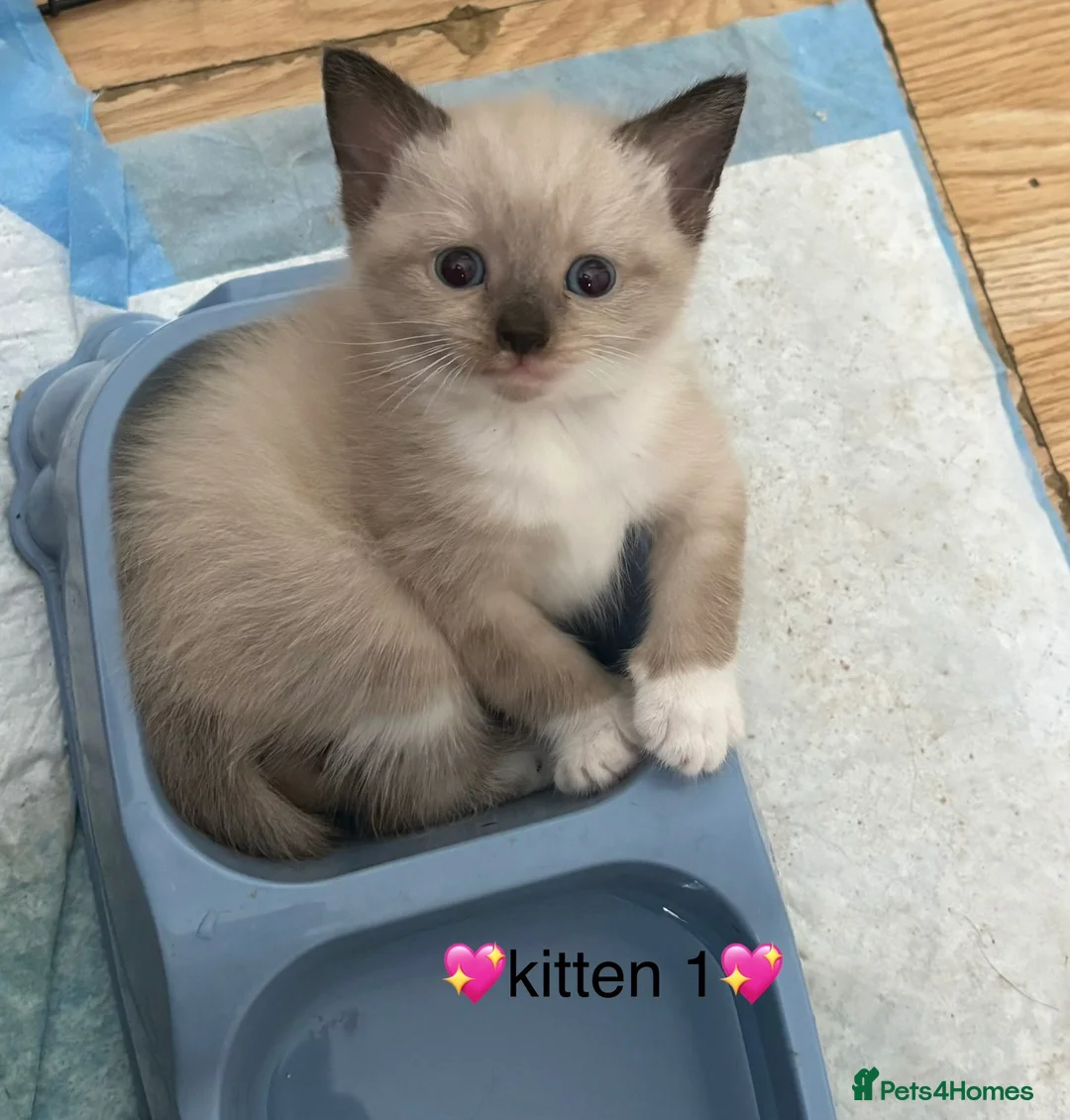 Mixed Breed cats for sale: 💖 3 beautiful girls 💖 - Advert 2