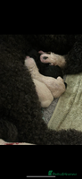 Mixed Breed dogs - Advert 16