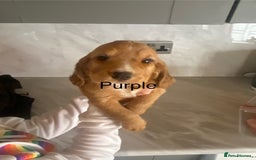 Cocker Spaniel dogs for sale: Kc registered working spaniel  - Image 1