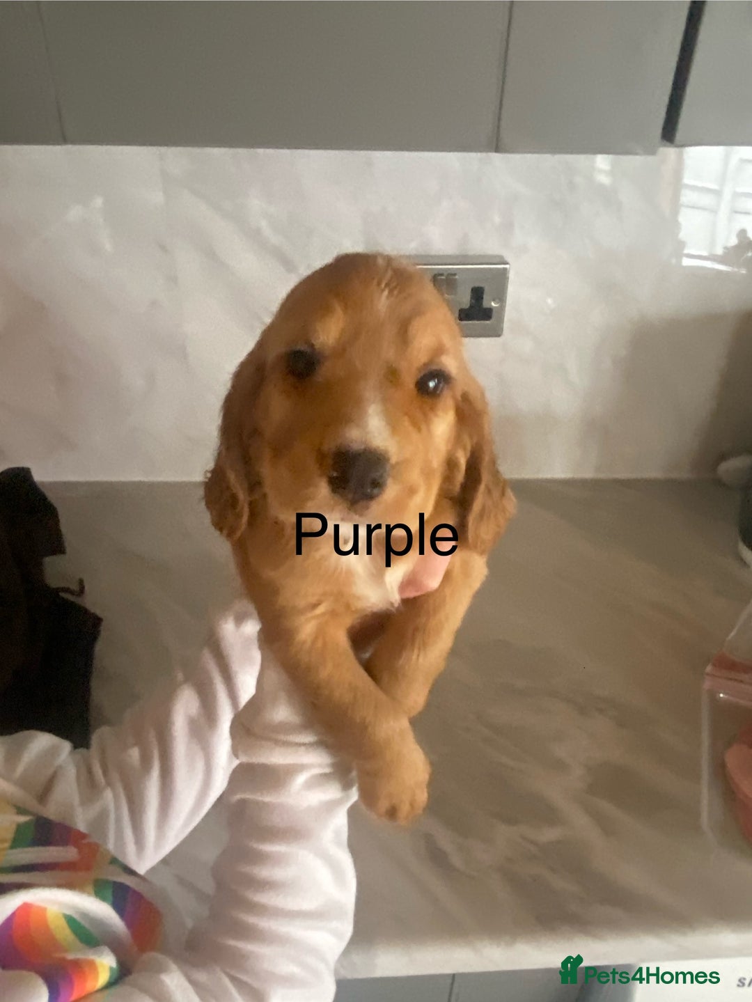 Cocker Spaniel dogs for sale: Kc registered working spaniel  - Image 1