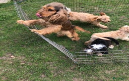Cockapoo dogs for sale: Quality cockapoo pups  - Image 14