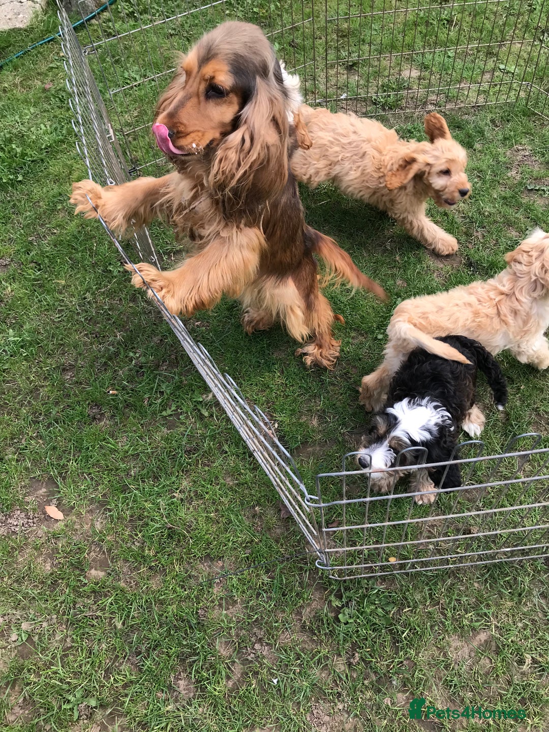Cockapoo dogs for sale: Quality cockapoo pups  - Image 14