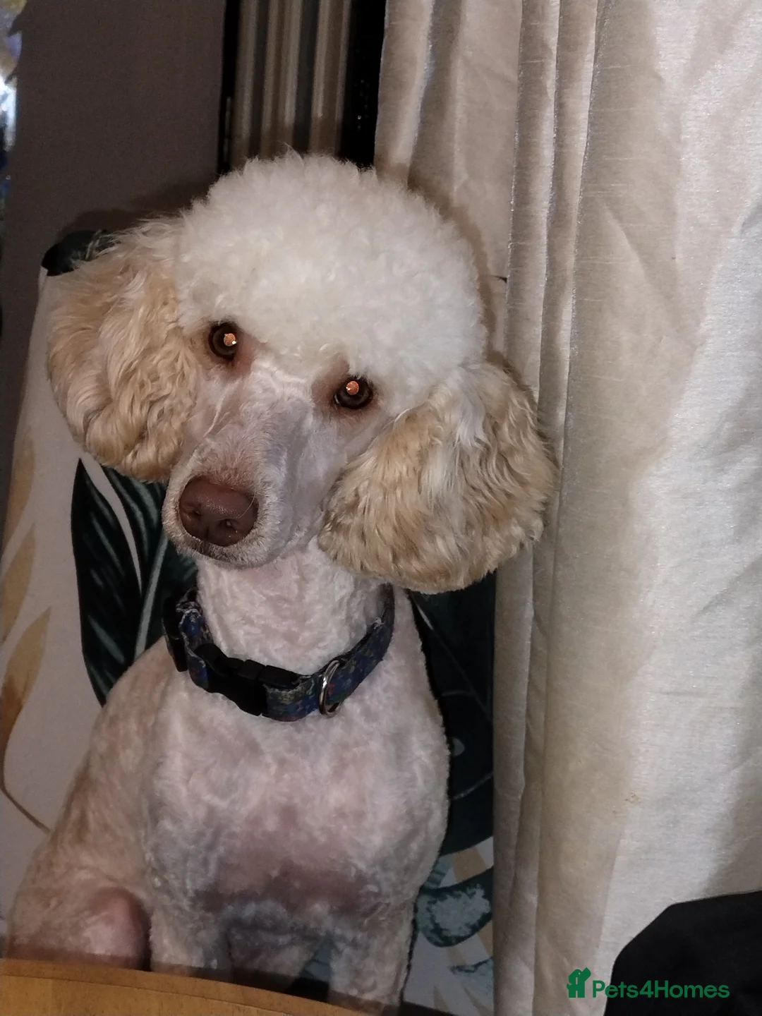 Poodle dogs for stud: Poodle miniature - Advert 2