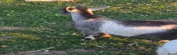 Goats livestock for sale: Entire pygmy Billy kid - Advert 4