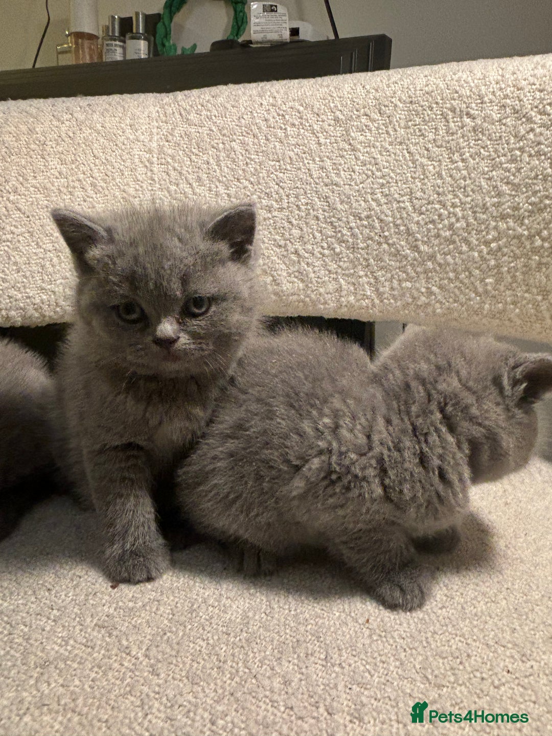 Brazilian Shorthair cats for sale: British Short Hair Kittens Available  - Advert 4