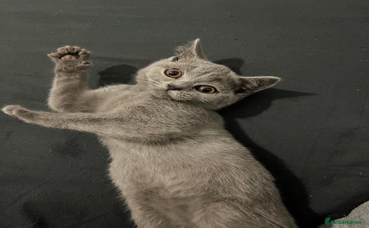 British Shorthair cats - Advert 16