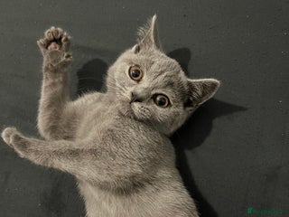 British Shorthair cats - Advert 3