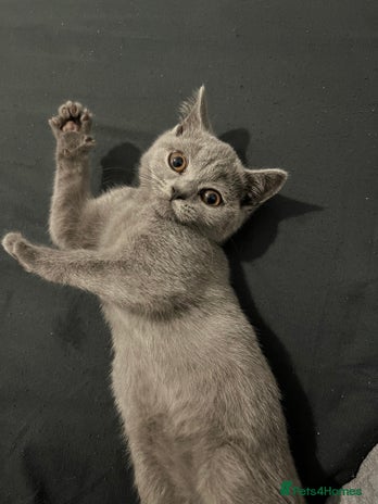 British Shorthair cats - Advert 16