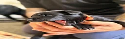 Belgian Shepherd Dog dogs for sale: Stunning Belgian Malinois Puppies  - Advert 16