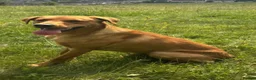 Labrador Retriever dogs for sale: KC Pedigree Labradors for sale  - Advert 17