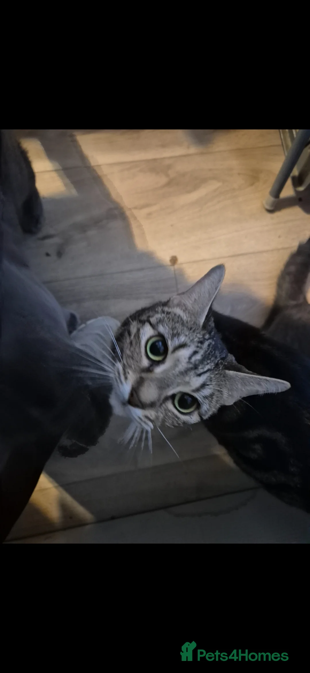 Mixed Breed cats for sale: Mix kiten british shorthair  - Advert 1