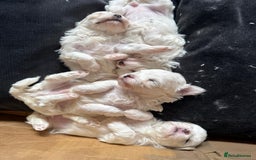 Maltese dogs for sale: Beautiful Korean Maltese  - Image 2