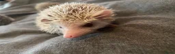 Pygmy Hedgehog rodents for sale: 3 Adorable 8-Week-Old Baby Hedgehogs Ready  - Advert 7