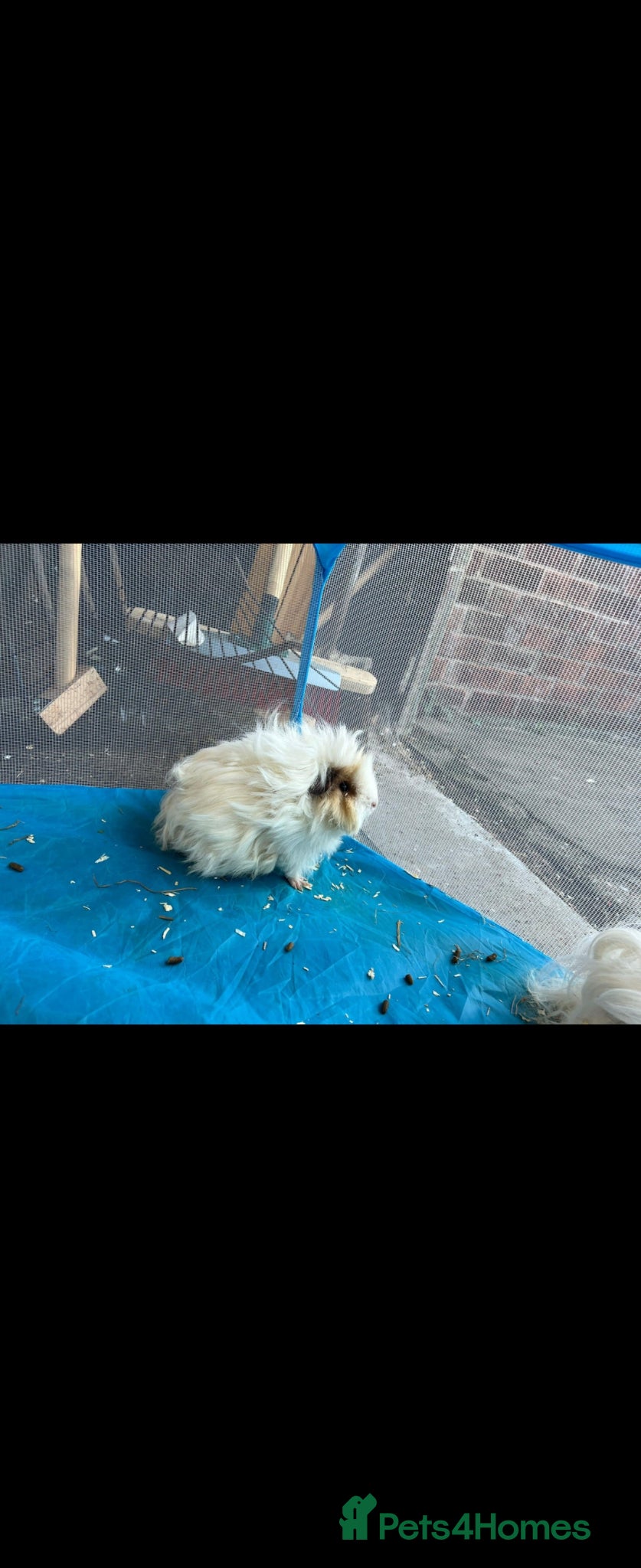 Guinea Pig rodents for sale: 2 x Lunkarya guinea pigs - Advert 1