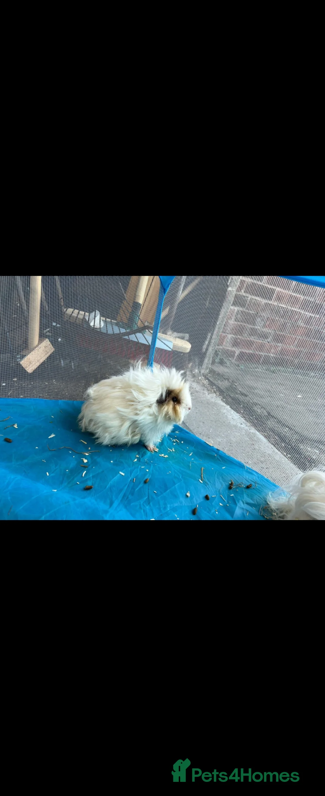 Guinea Pig rodents for sale: 2 x Lunkarya guinea pigs in Mansfield - Advert 1