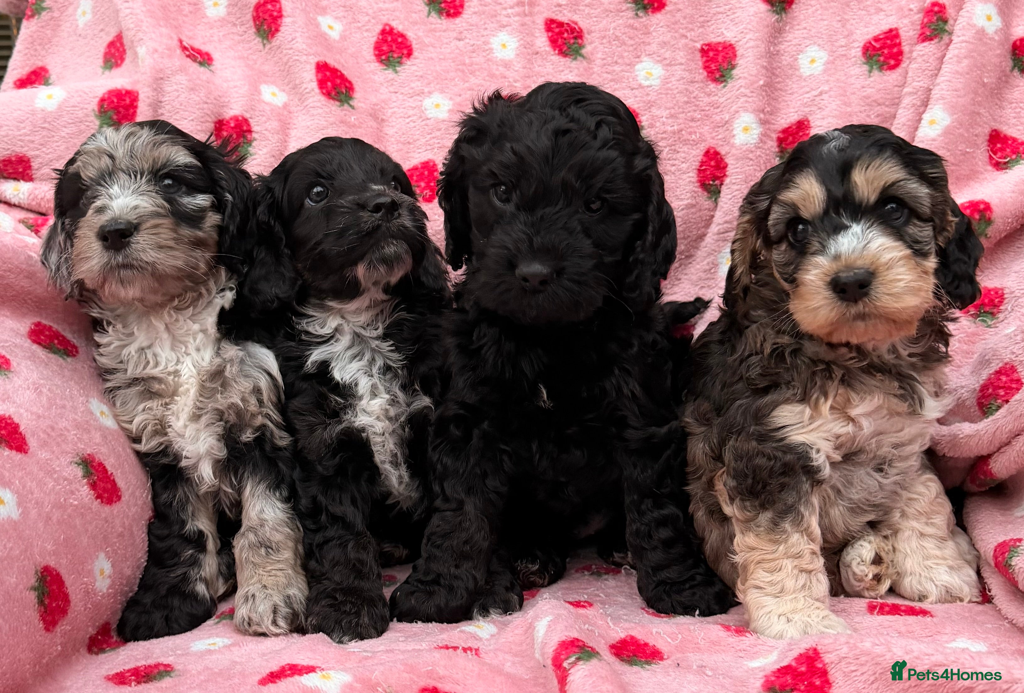 Cockapoo dogs F1 Cockapoo Puppies - Advert 5