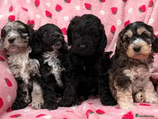 Cockapoo dogs F1 Cockapoo Puppies - Advert 5