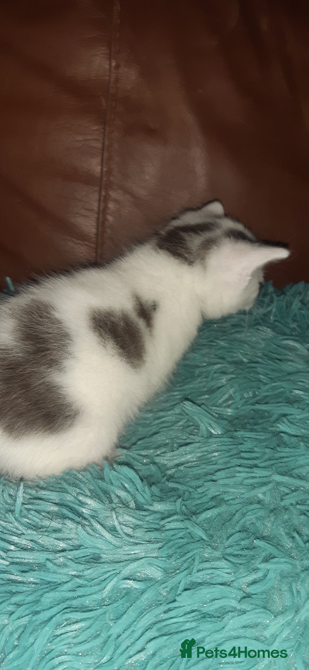 Manx cats for sale: Manx kitten  - Image 6